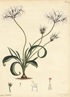 Pelargonium undulatum
