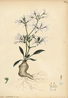 Pelargonium undulatum