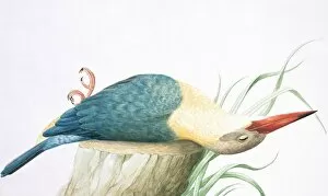 Billed Collection: Pelargopsis capensis, stork-billed kingfisher