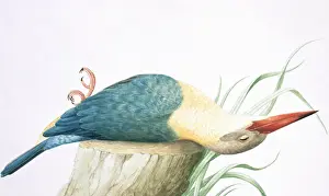 Loten Prints: Pelargopsis capensis, stork-billed kingfisher