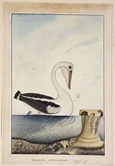 Seabird Gallery: Pelecanus conspicillatus, white pelican