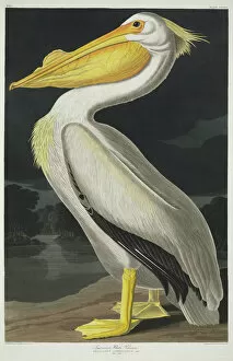 Aquatint Gallery: Pelecanus erythrorynchos, American white pelican