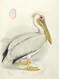Wing Prints: Pelecanus onocrotalus, great white pelican