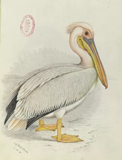 20th Century Gallery: Pelecanus onocrotalus, Great white pelican
