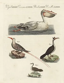 Cormorant Prints: Pelican, cormorant, tropic bird and sungrebe