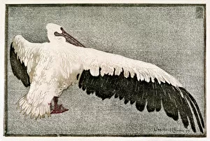 Birds Collection: Pelican with Spread Wing