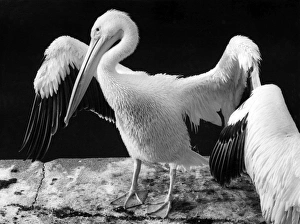 Images Dated 11th March 2011: PELICANS