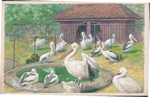 Pelicans at London Zoo