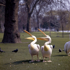 Images Dated 26th January 2017: Two pelicans in a park
