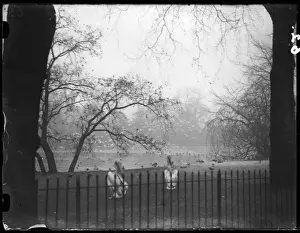 Pelicans in the Park