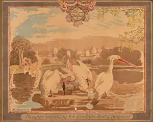 The Pelicans of Whitehall