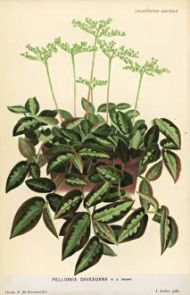 Pellionia repens foliage plant