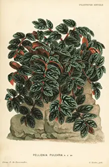 Pellionia repens foliage plant