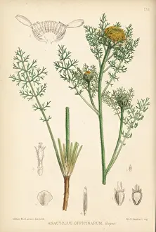 Officinarum Prints: Pellitory, Anacyclus pyrethrum