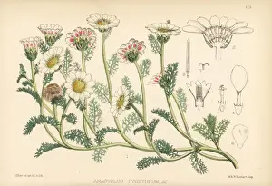 Pellitory of Spain, Anacyclus pyrethrum