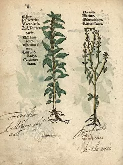 Officinalis Gallery: Pellitory of the wall, Parietaria officinalis
