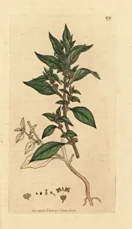 Pellitory of the wall, Parietaria officinalis