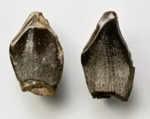 Herbivore Collection: Pelorosaurus teeth
