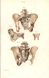Masse Prints: Pelvis front and back