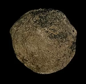 Spitzbergen Gallery: Pemmatites, lithistid sponge