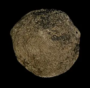 Paleozoic Prints: Pemmatites, lithistid sponge