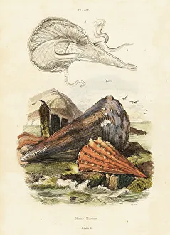 Adolph Fries Prints: Pen shells or fan mussels