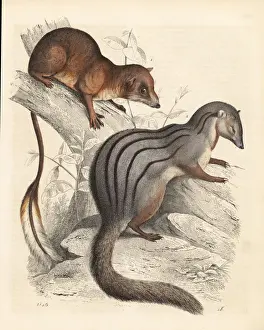 Pen-tailed treeshrew 1 and narrow-striped
