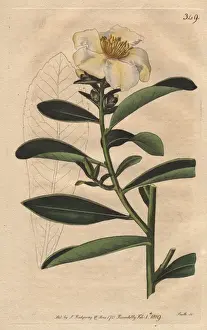 Penang Prints: Penang camellia, white camellia with yellowish