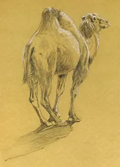Sheppard Prints: Camel