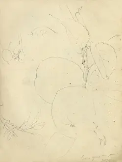 Pencil sketch of fruit