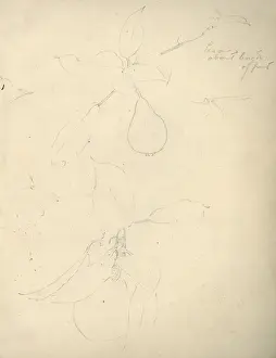 Pear Prints: Pencil sketch of fruit
