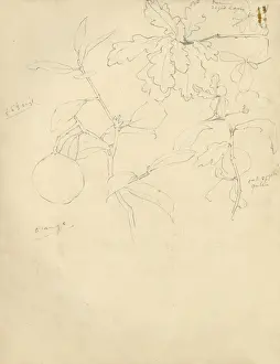 Pencil sketch of leaves and fruit