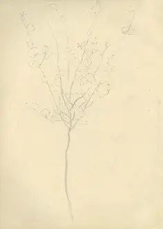 Pencil sketch of a tree