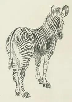 Sheppard Prints: Pencil sketch of a Zebra