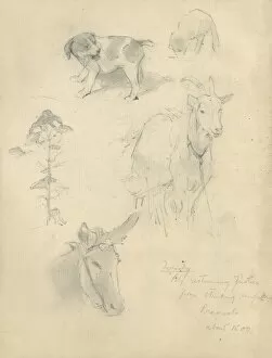 Pencil sketches of animals