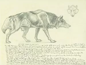 Pencil study of a wolf