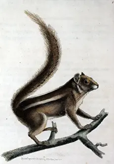 Pencil-tailed squirrel on a branch