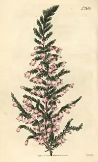 Erica Prints: Pendent-flowered heath, Erica propendens