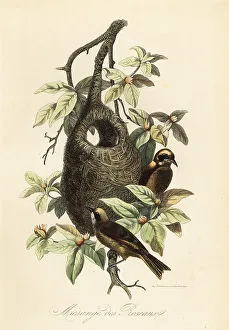 Achille Comte Prints: Penduline tit, Remiz pendulinus, and bag nest