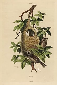 Guerin Meneville Collection: Penduline tit, Remiz pendulinus, and nest