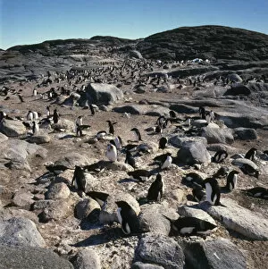 Penguin Gallery: Penguin, rookery, Antarctica
