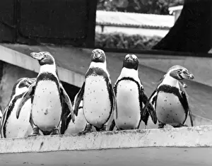 PENGUINS
