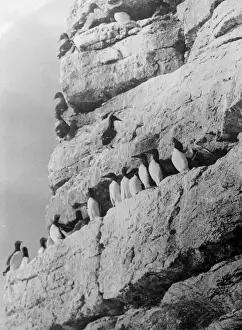 Penguins Prints: Penguins on the Rocks