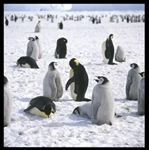 Penguin Prints: Penguins in the Snow