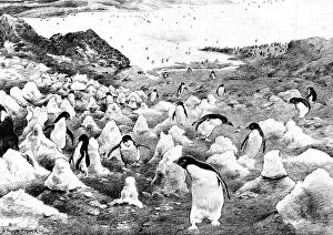 Adare Gallery: Penguins walking up Cape Adare, Antarctica, c.1902