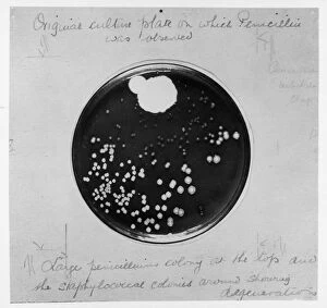 Dish Collection: Penicillin Culture / 1929