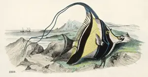 Pennant Fish / 1860