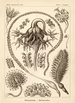 Glitsch Gallery: Pennatulacea sea pen corals