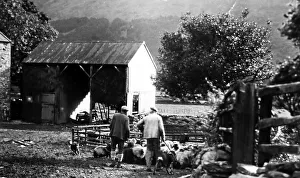 Penning sheep in Buttermere, Lake District, early 1900s