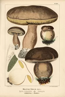Penny bun or porcino mushroom, Boletus edulis, edible